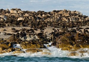 Cape Fur seals on island